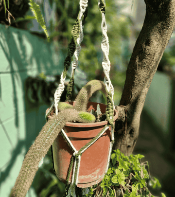Portamaceta de macramé para plantas estilo bohemio hecho a mano en El Salvador