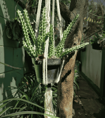 Portamaceta de macramé estilo bohemio para plantas hecho a mano en El Salvador