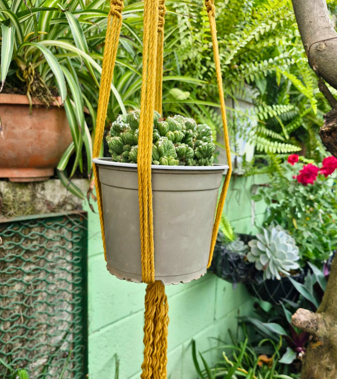portamaceta de macramé estilo bohemio hecho a mano en El Salvador.