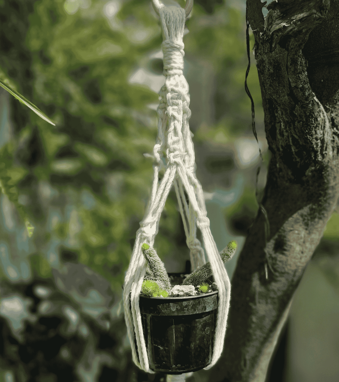 Portamaceta de macramé estilo bohemio para plantas hecho a mano en El Salvador