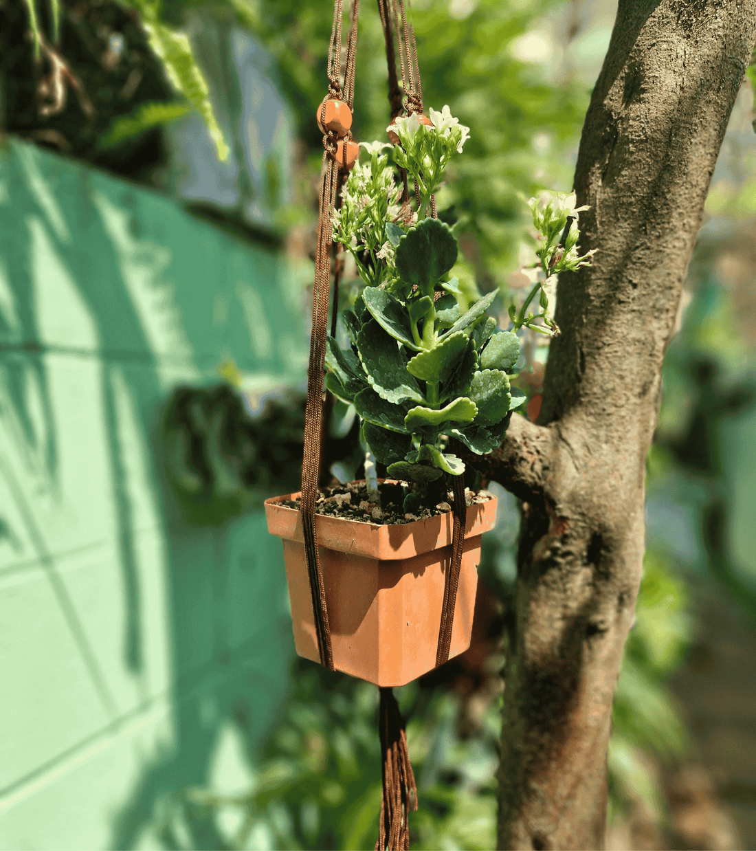 Portamaceta de macramé estilo bohemio para plantas  hecho a mano en El Salvador
