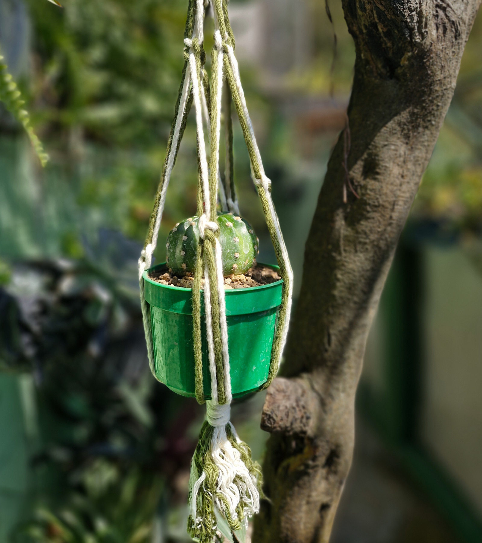 Portamaceta de macramé estilo bohemio para plantas hecho a mano en El Salvador