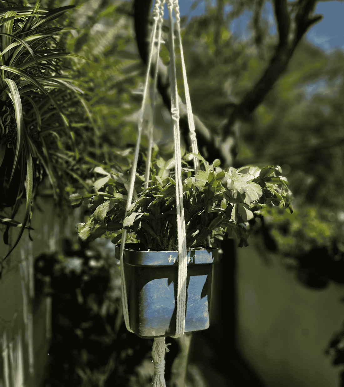 Portamaceta de macramé estilo bohemio para plantas hecho a mano en El Salvador. 