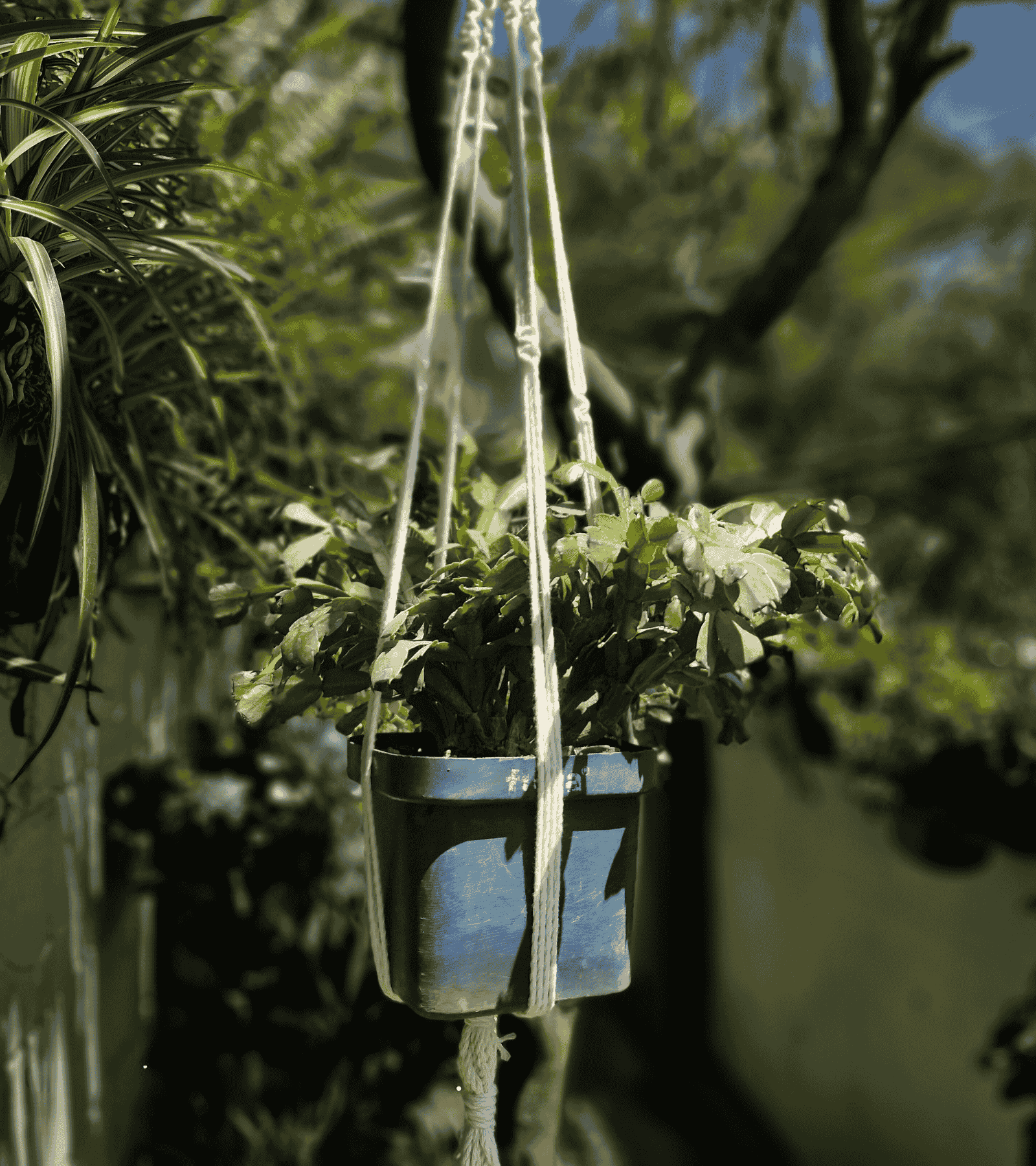 Portamaceta de macramé estilo bohemio para plantas hecho a mano en El Salvador. 
