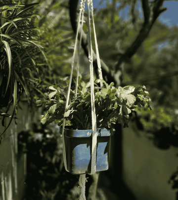 Portamaceta de macramé estilo bohemio para plantas hecho a mano en El Salvador. 