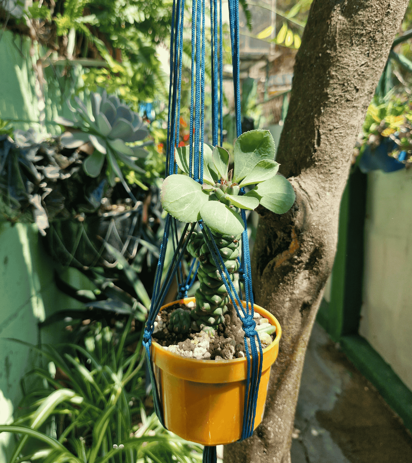 Portamaceta de macramé estilo bohemio para plantas hecho a mano en El Salvador