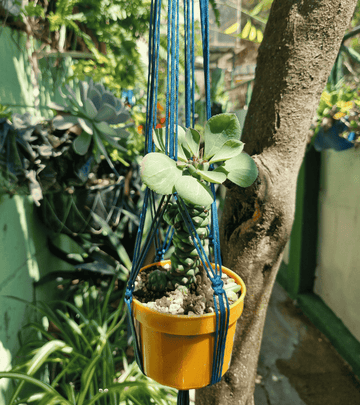 Portamaceta de macramé estilo bohemio para plantas hecho a mano en El Salvador