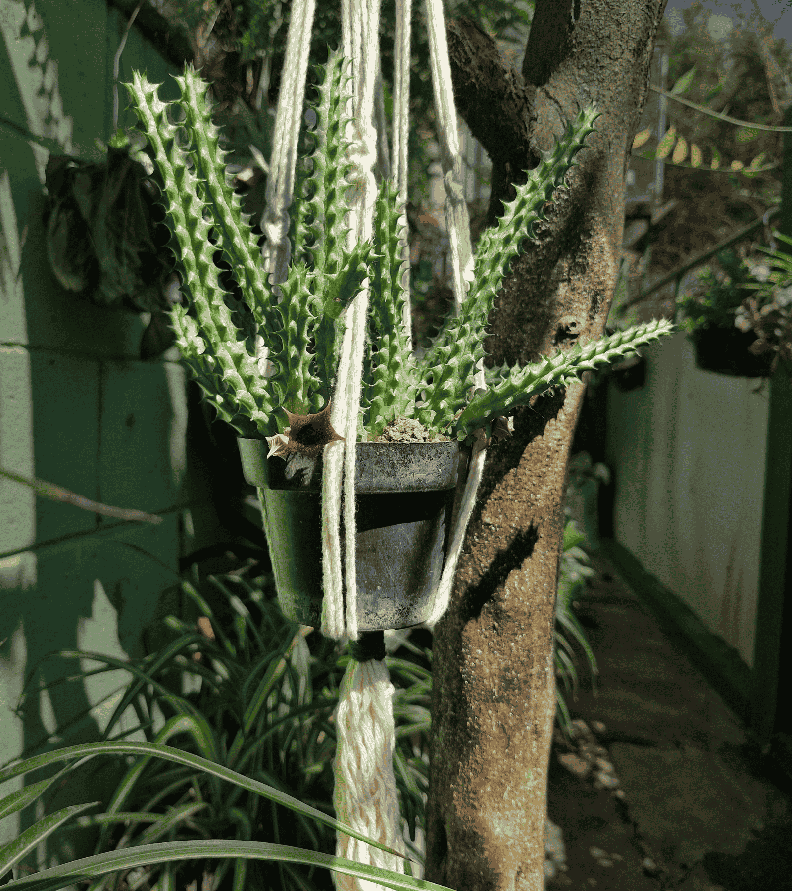Portamaceta de macramé estilo bohemio para plantas hecho a mano en El Salvador