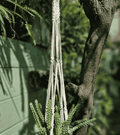 Portamaceta de macramé estilo bohemio para plantas hecho a mano en El Salvador