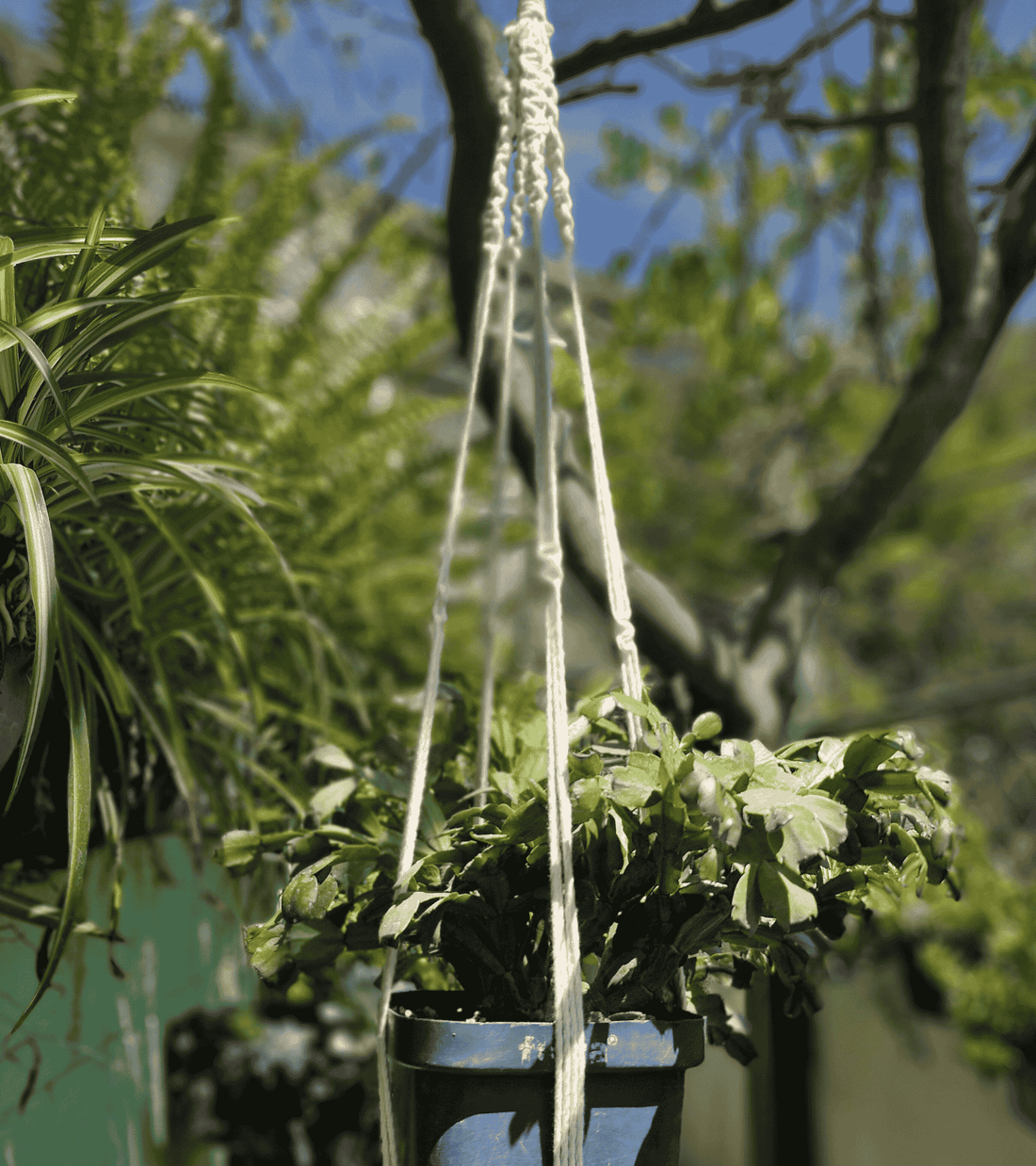 Portamaceta de macramé estilo bohemio para plantas hecho a mano en El Salvador. 