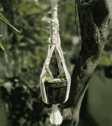Portamaceta de macramé estilo bohemio para plantas hecho a mano en El Salvador