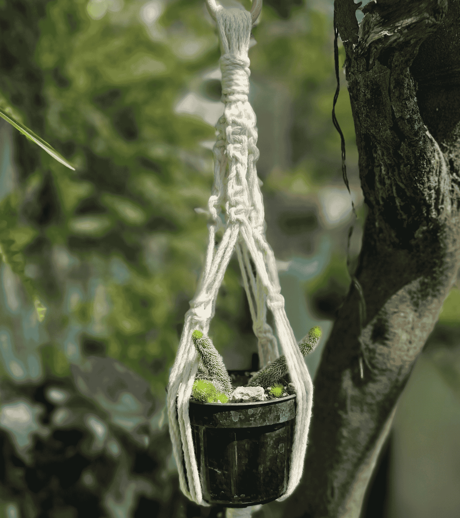 Portamaceta de macramé estilo bohemio para plantas hecho a mano en El Salvador